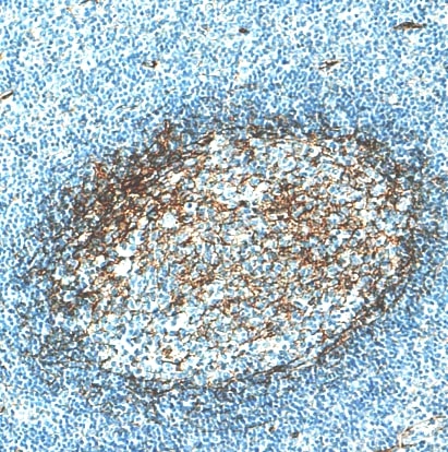 B7-H3